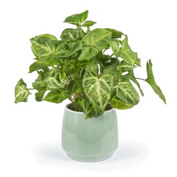 Osłonka Ceramiczne Trapeze Zielona