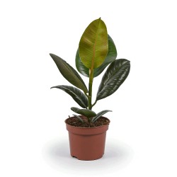 Ficus Elastica 'Robusta' - Figowiec Sprężysty