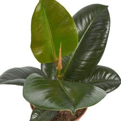 Ficus Elastica 'Robusta' - Figowiec Sprężysty