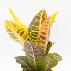 Kroton Pstry, Trójskrzyn 'Petra' - (Codiaeum variegatum var. pictum 'Petra')