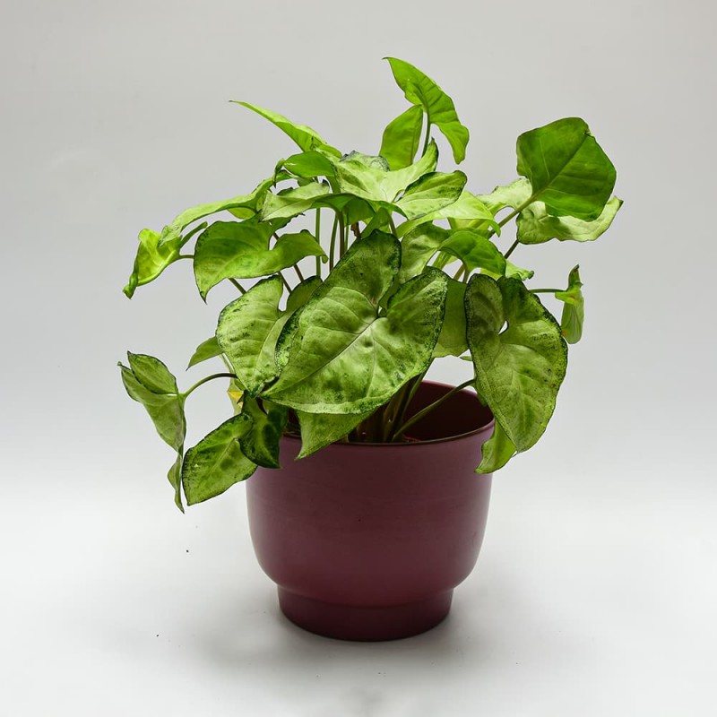 Osłonka Ceramiczna na Stopce Bordowa