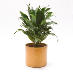 osłonka ceramiczna Hieroglif Curry