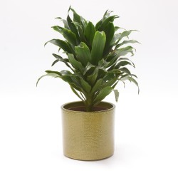 osłonka ceramiczna Hieroglif Pistacja