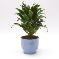 Osłonka ceramiczna pucharek niebieska