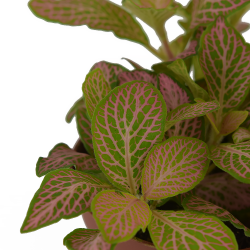Fitonia 'Pink Ruby Lime' - (Fittonia Albivensis)
