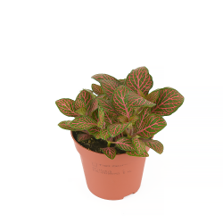 Fitonia 'Red Vein' -...