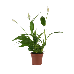 Skrzydłokwiat 'Alana' - Spathiphyllum 'Alana'