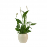 Skrzydłokwiat 'Alana' - Spathiphyllum 'Alana'
