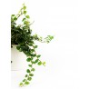 Figowiec Pnący - Ficus pumila „White Sunny”